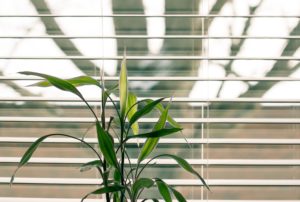 White blinds and a green plant