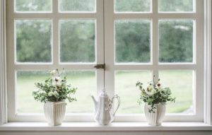 white window with small plants